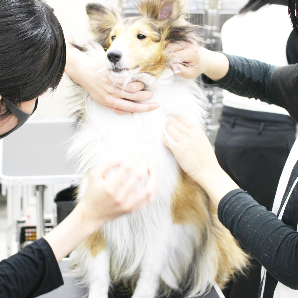 ２年生の動物看護実習